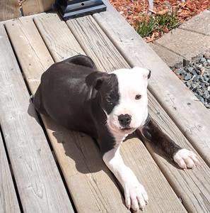 Meet your Posher, Jesse